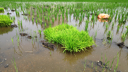 Image showing Paddy field platation season