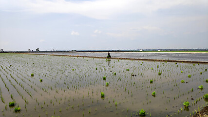 Image showing Paddy field platation season