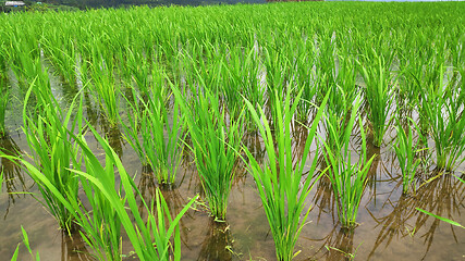 Image showing Jatiluwih rice terrace with sunny day in Ubud, Bali