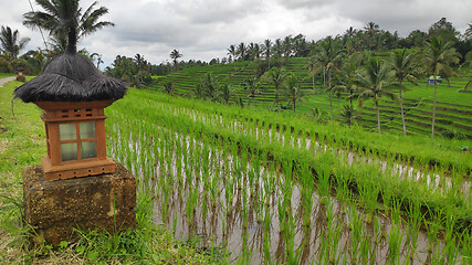 Image showing Jatiluwih rice terrace with sunny day in Ubud, Bali