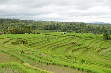 Image showing Jatiluwih rice terrace in Ubud, Bali