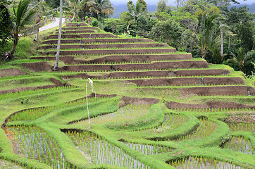 Image showing Jatiluwih rice terrace in Ubud, Bali