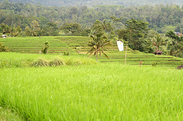 Image showing Beautiful Jatiluwih rice terraces in Bali