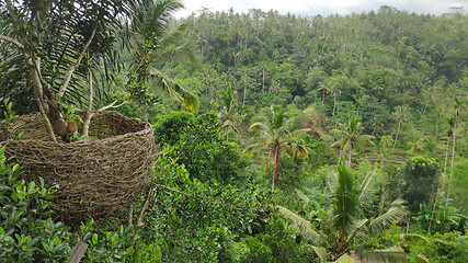 Image showing Natural view of Ubud in Bali