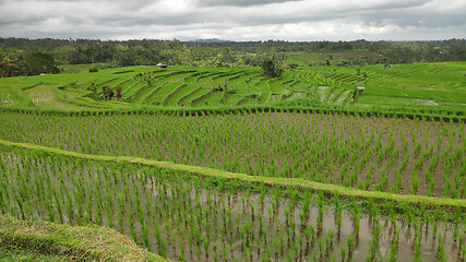 Image showing Jatiluwih rice terrace with sunny day in Ubud, Bali