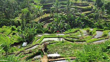 Image showing Tegalalang rice terraces in Ubud, Bali