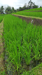 Image showing Jatiluwih rice terrace day in Ubud, Bali