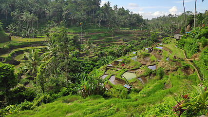 Image showing Tegalalang rice terraces in Ubud, Bali