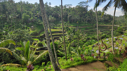 Image showing Tegalalang rice terraces in Ubud, Bali