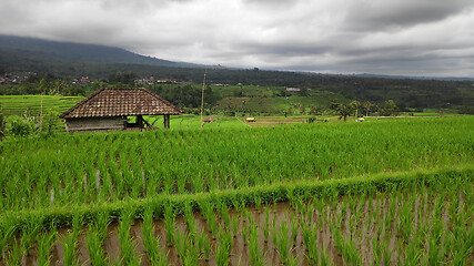 Image showing Jatiluwih rice terrace day in Ubud, Bali