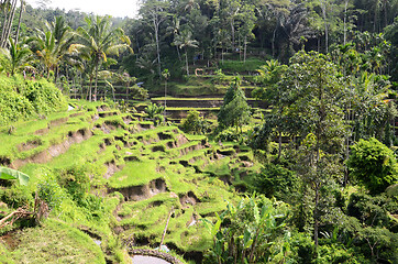 Image showing Tegalalang rice terraces in Ubud, Bali