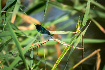Image showing beautiful dragonfly insect