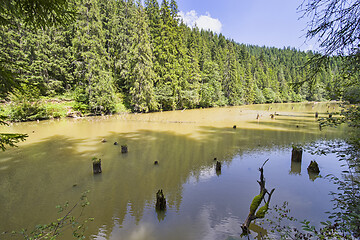 Image showing Dead tree stumps in lake