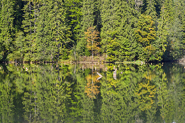 Image showing Mirroring evergreen forest