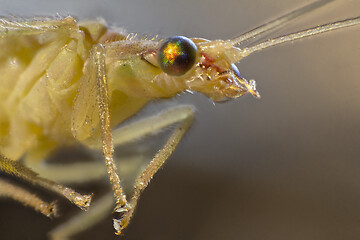 Image showing green lacewing macro