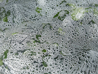 Image showing vegetation under plastic film