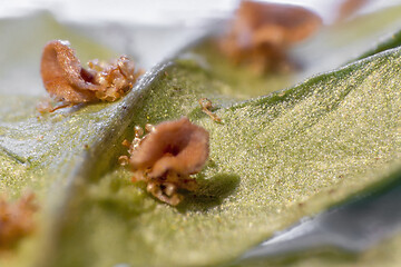 Image showing fern leaf macro