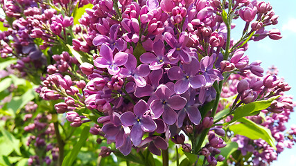 Image showing Beautiful bright spring flowers of lilac bush