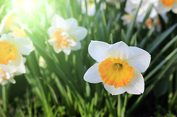 Image showing Beautiful white flowers of Narcissus