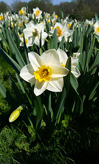 Image showing Beautiful white and yellow flowers of spring Narcissus