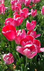 Image showing Beautiful bright pink tulips