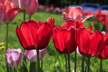 Image showing Beautiful bright red and pink spring tulips glowing in sunlight