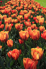 Image showing Beautiful bright tulips glowing in sunlight