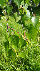 Image showing Beautiful branch of a spring birch