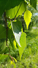 Image showing Beautiful branch of a spring birch