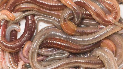 Image showing Many earthworms crawling together closeup footage