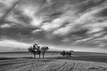 Image showing On the dirt road between empty field after harvesting in summer 