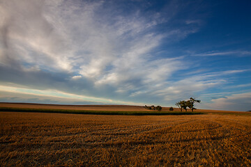 Image showing On the empty field after harvesting in summer evening. 