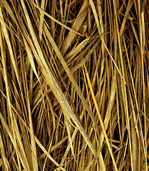 Image showing Background of Dry Straw 