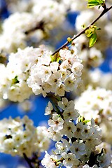 Image showing Cherry Blossom Tree