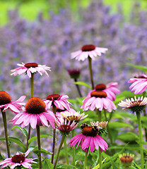 Image showing Pink Coneflower Echinacea