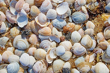 Image showing shells on the beach sand