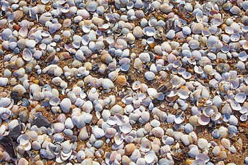 Image showing shells on the beach sand