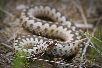 Image showing beautiful male common adder