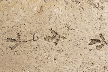 Image showing capercaillie footprints in mud