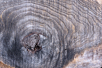 Image showing knot on spruce plank