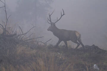 Image showing large red deer bull in the morning fog