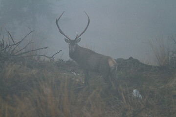 Image showing large red deer male in a foggy morning