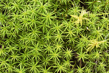 Image showing macro shot of green moss pattern