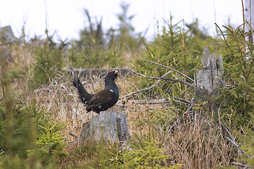 Image showing male capercaille standing proud on a stump