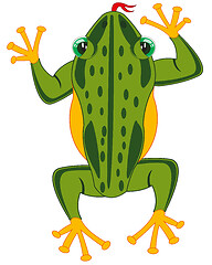 Image showing Amphibian frog on white background is insulated