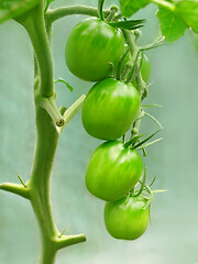 Image showing Bunch of unripe oblong green tomatoes in greenhouse, close-up