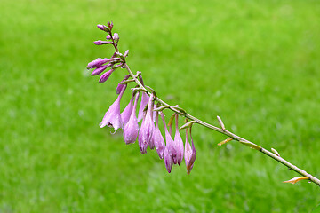 Image showing Beautiful Giant Wet Bellflower Plant or Campanula on the Grassla