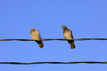 Image showing Two Domestic Pigeons on a Wire