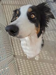 Image showing Australian Shepherd Dog portrait