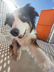 Image showing Australian Shepherd Dog portrait